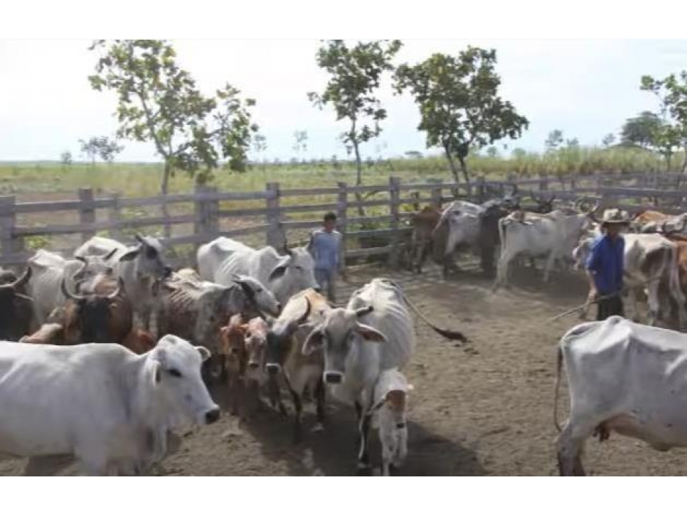 FINCA GANADERA DE 17.000 HECTAREAS EN VENTA, PUERTO GAITAN META - 4