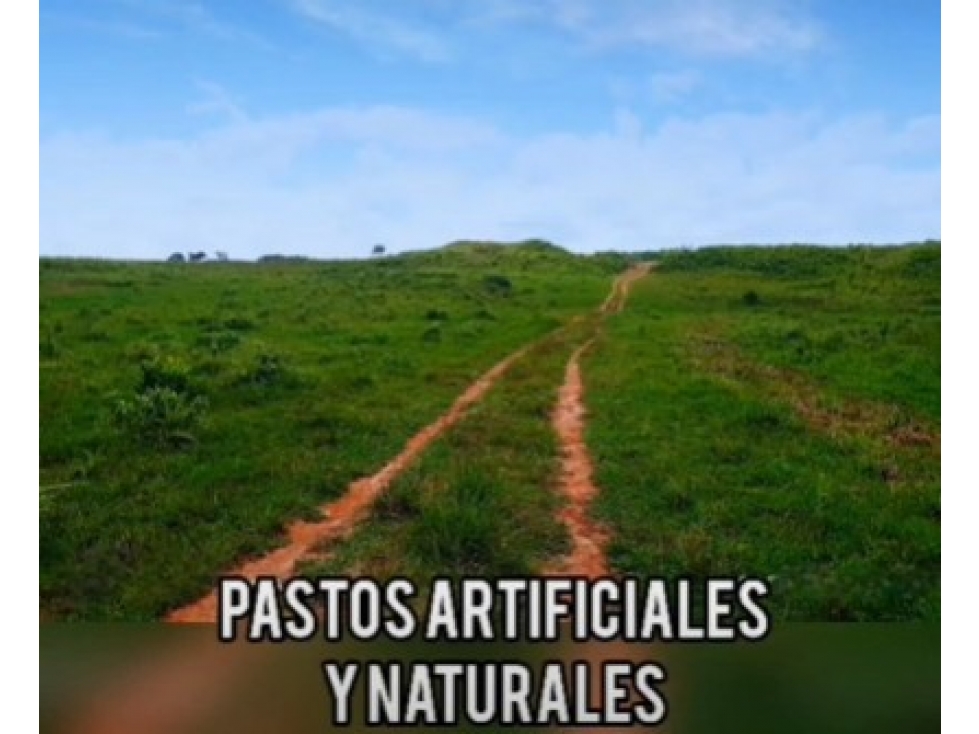 HACIENDA DE 2.000 HECTAREAS EN VENTA, PUERTO LOPEZ META - 6