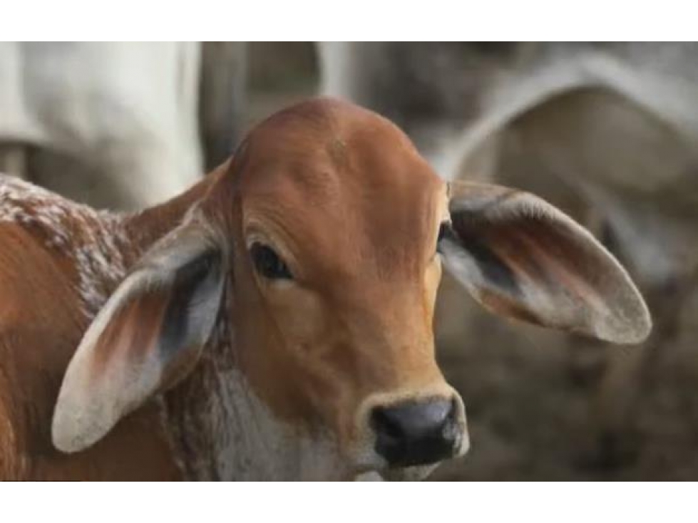 FINCA GANADERA DE 17.000 HECTAREAS EN VENTA, PUERTO GAITAN META - 2
