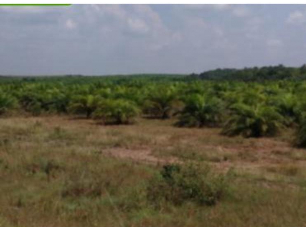 FINCA PALMERA EN VENTA, PUERTO GAITAN META, NEGOCIABLE - 1