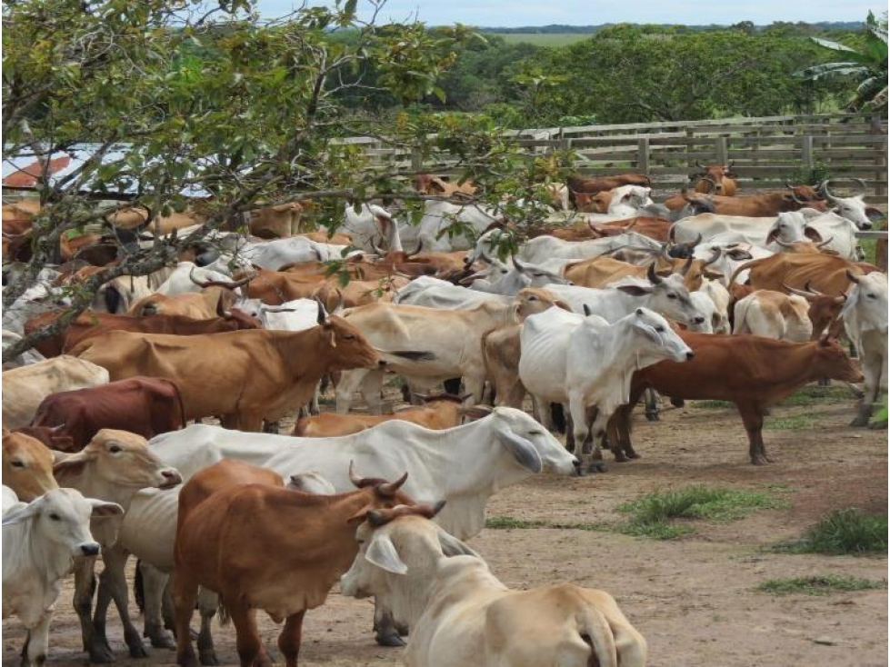 FINCA GANADERA DE 17.000 HECTAREAS EN VENTA, PUERTO GAITAN META - 3