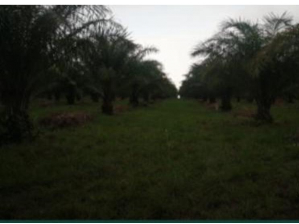 FINCA PALMERA EN VENTA, PUERTO GAITAN META, NEGOCIABLE - 2