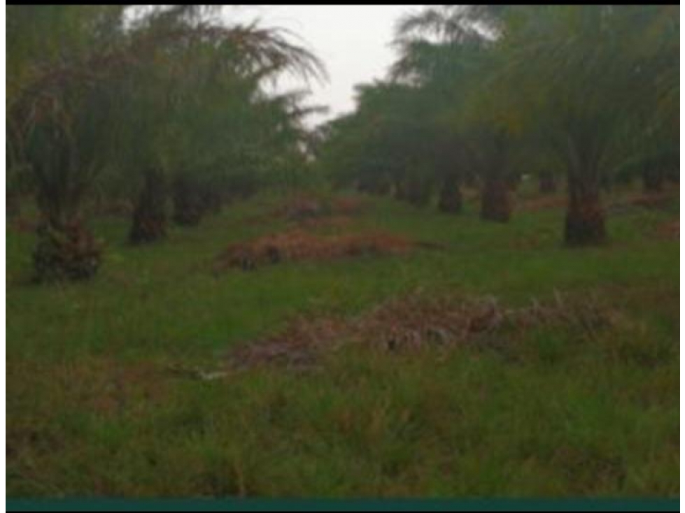 FINCA PALMERA EN VENTA, PUERTO GAITAN META, NEGOCIABLE - 3