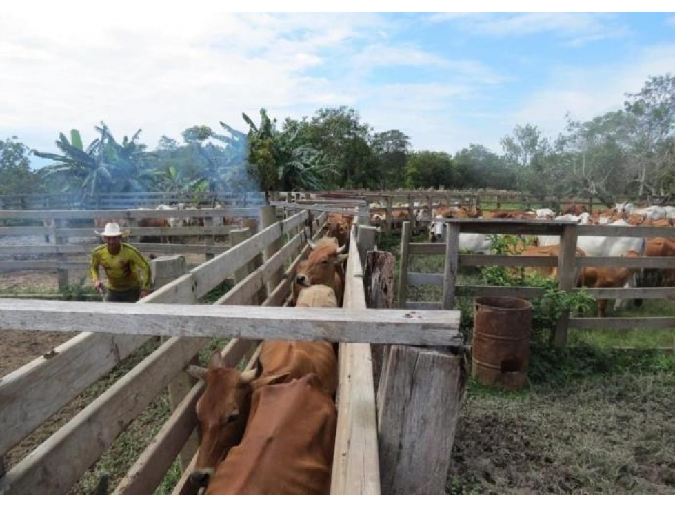 FINCA GANADERA DE 17.000 HECTAREAS EN VENTA, PUERTO GAITAN META - 6