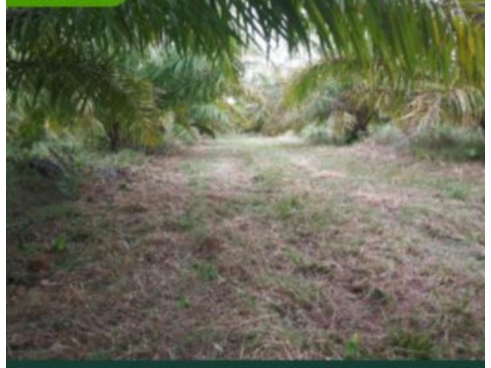 FINCA PALMERA EN VENTA, PUERTO GAITAN META, NEGOCIABLE - 4