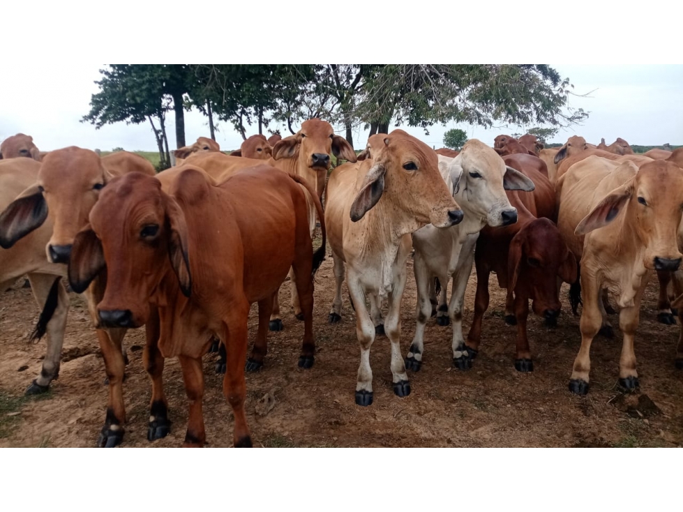 FINCA GANADERA EN VENTA, PUERTO GAITAN META, NEGOCIABLE - 1
