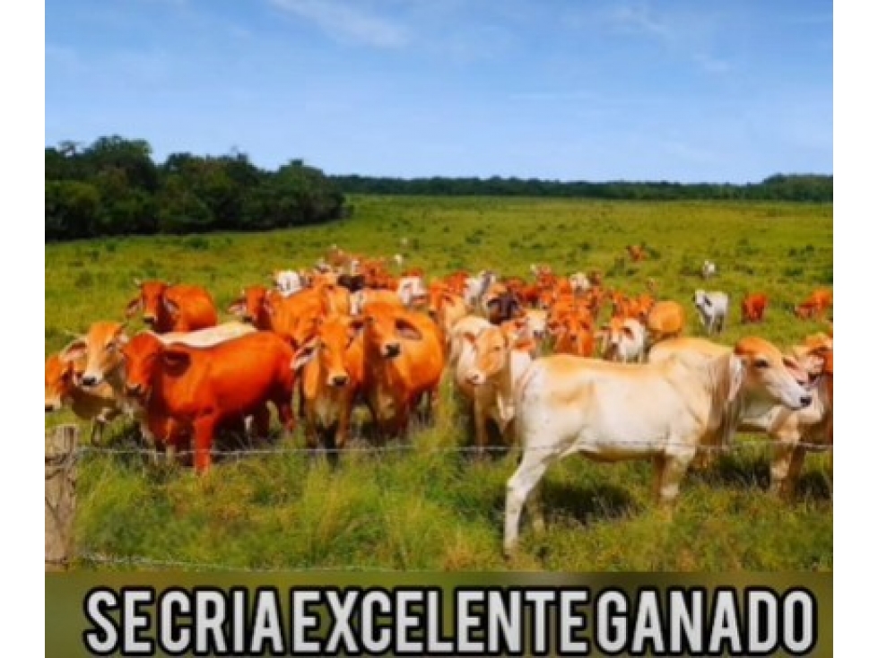 HACIENDA DE 2.000 HECTAREAS EN VENTA, PUERTO LOPEZ META - 5
