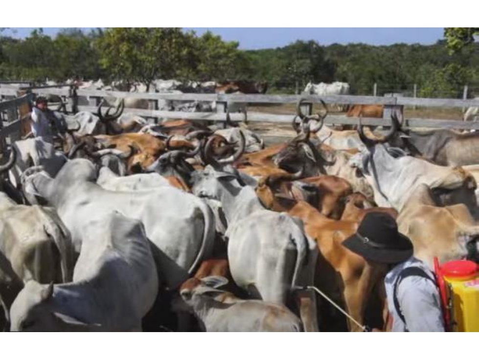 FINCA GANADERA DE 17.000 HECTAREAS EN VENTA, PUERTO GAITAN META - 5