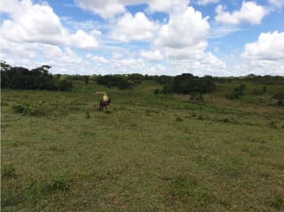 FINCA DE 80.000 HECTAREAS EN VENTA, PUERTO GAITAN META - 5