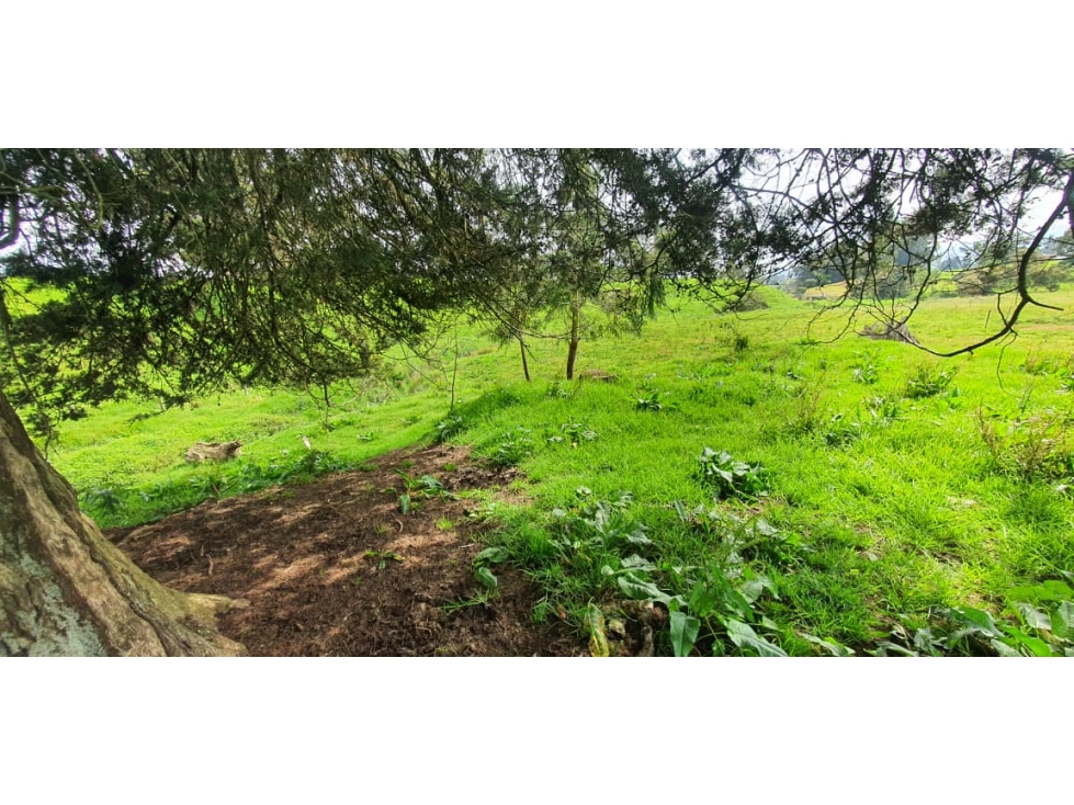 Se vende hermoso Lote ubicado en San pedro de los milagros 2688 mts2 — foto 3