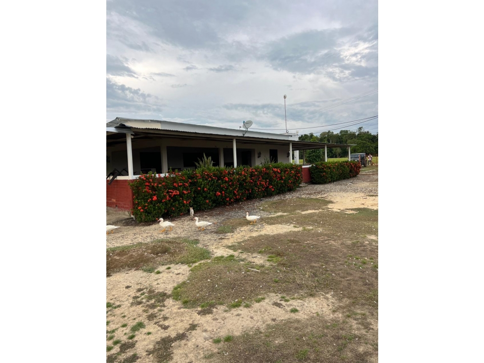 VENTA FINCA EN SABANA DE TORRES - 4