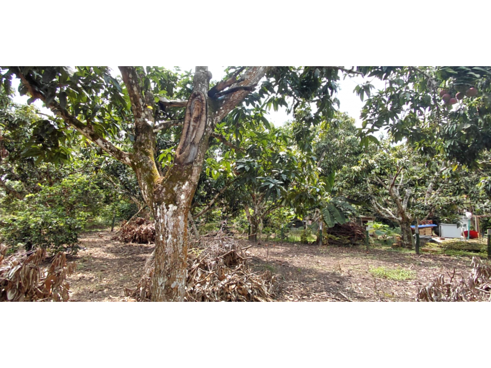 LOTE PLANO EN VENTA, LA MESA , CUNDINAMARCA - 3