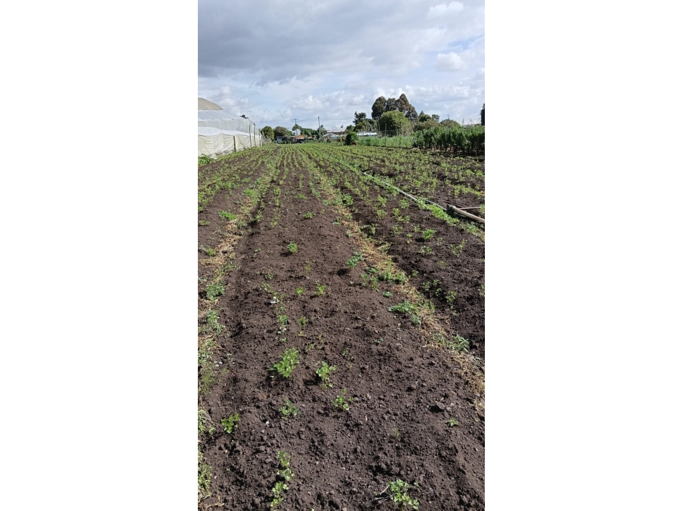GIA 374. Lote en venta, Chauta, Madrid cundinamarca - 4