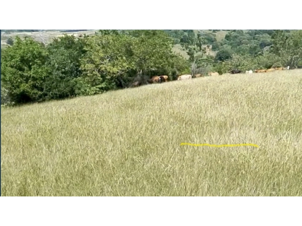 FINCA de 50 plazas A solo 15 Minutos de BUGA- PRESIDENTE - 1