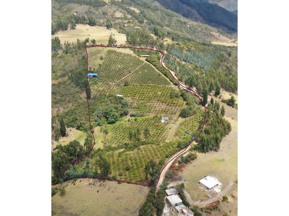 VENDO EN PAIPA BOYACA HERMOSA FINCA EN PRODUCCIÓN - 4