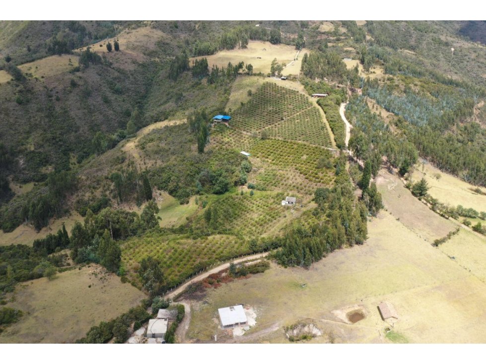 VENDO EN PAIPA BOYACA HERMOSA FINCA EN PRODUCCIÓN - 3