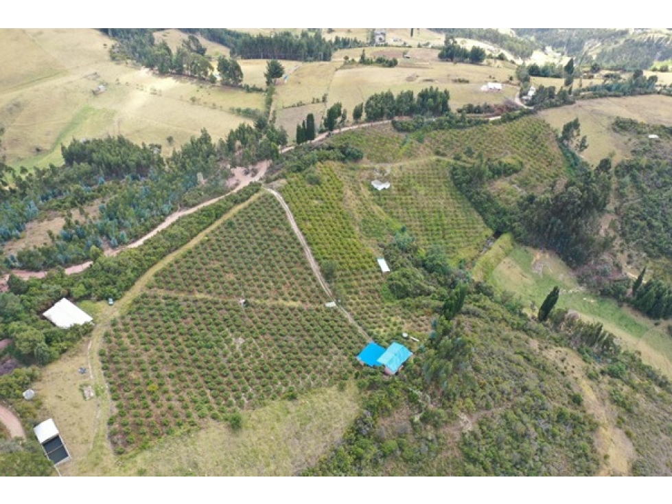 VENDO EN PAIPA BOYACA HERMOSA FINCA EN PRODUCCIÓN - 2