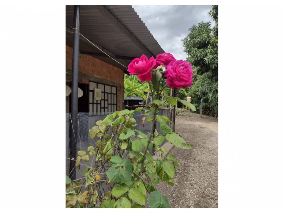Venta de Lote con Vivienda en Santa Helena, Apulo - 4