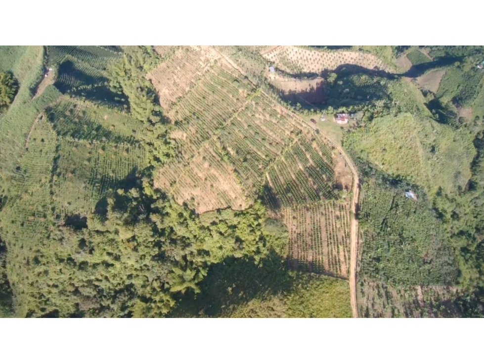 VENTA DE FINCA PRODUCTIVA FRESNO TOLIMA - 1