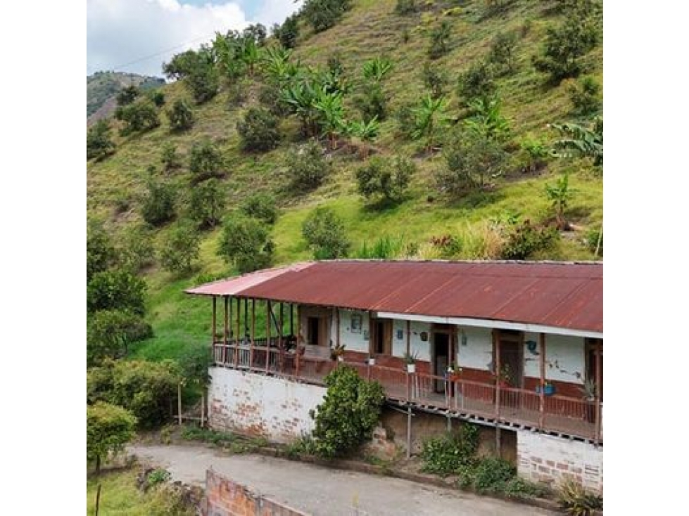 EN VENTA FINCA PRODUCTIVA VEREDA LLANITOS VILLAMARÍA CALDAS - 3
