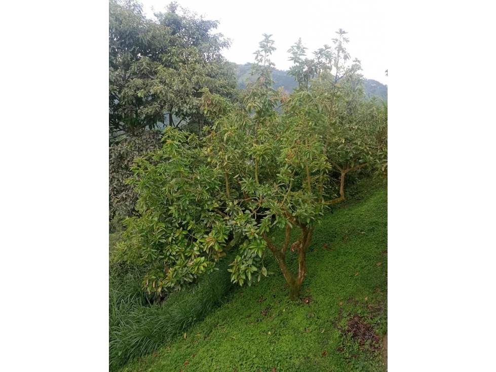EN VENTA FINCA PRODUCTIVA VILLAMARIA VEREDA LLANITOS - 4