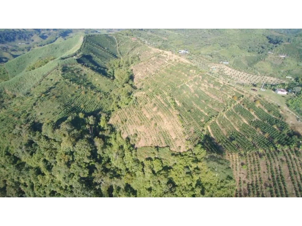 VENTA DE FINCA PRODUCTIVA FRESNO TOLIMA - 3
