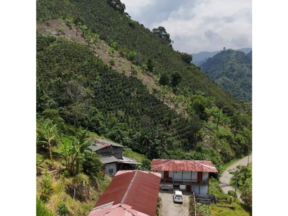 EN VENTA FINCA PRODUCTIVA VEREDA LLANITOS VILLAMARÍA CALDAS - 5