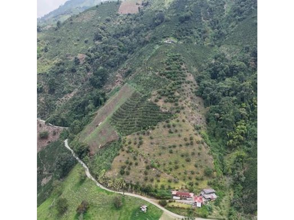 EN VENTA FINCA PRODUCTIVA VEREDA LLANITOS VILLAMARÍA CALDAS - 6