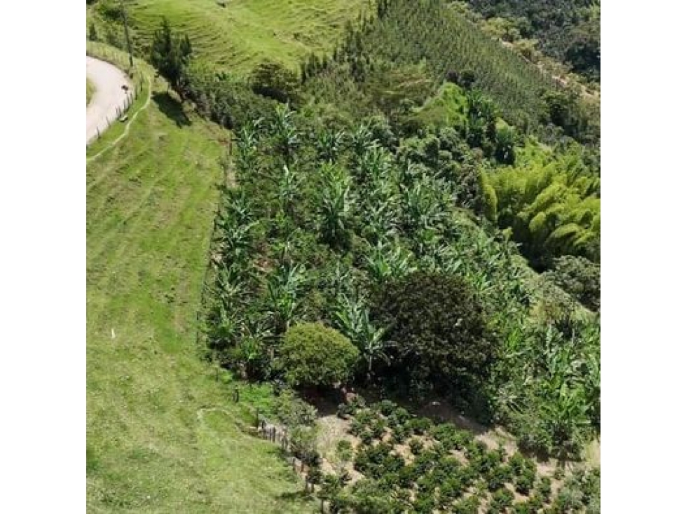 EN VENTA FINCA PRODUCTIVA LLANITOS VILLAMARIA — foto 5