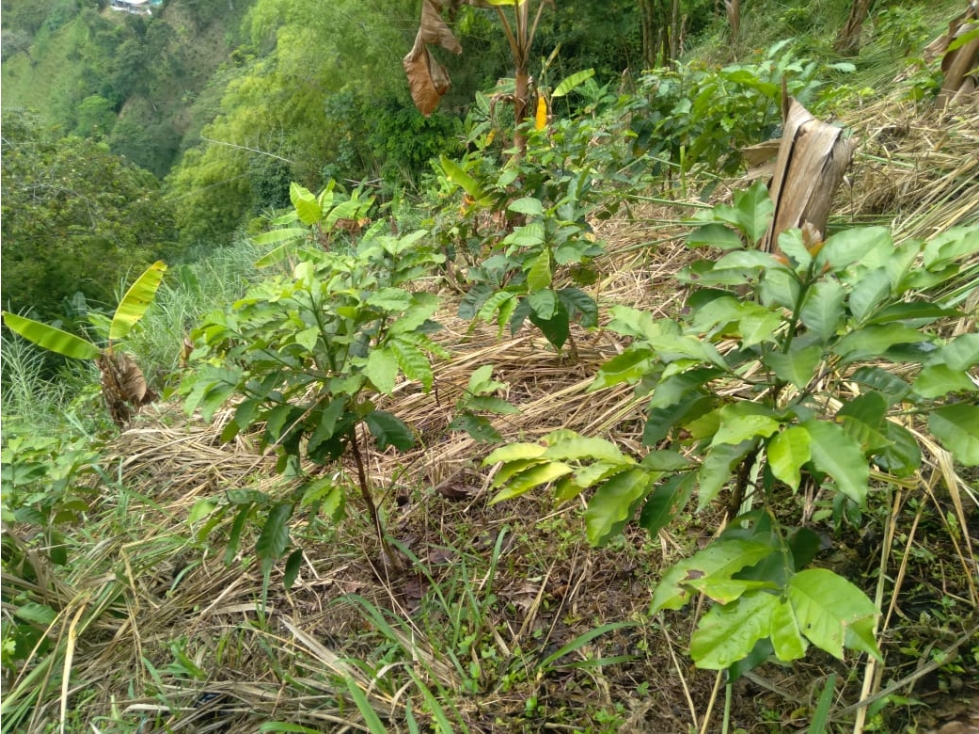 EN VENTA FINCA SAN PEREGRINO — foto 5