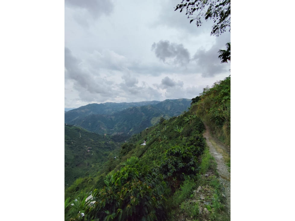 EN VENTA FINCA CAFETAL EN LA CUCHILLA DEL SALADO