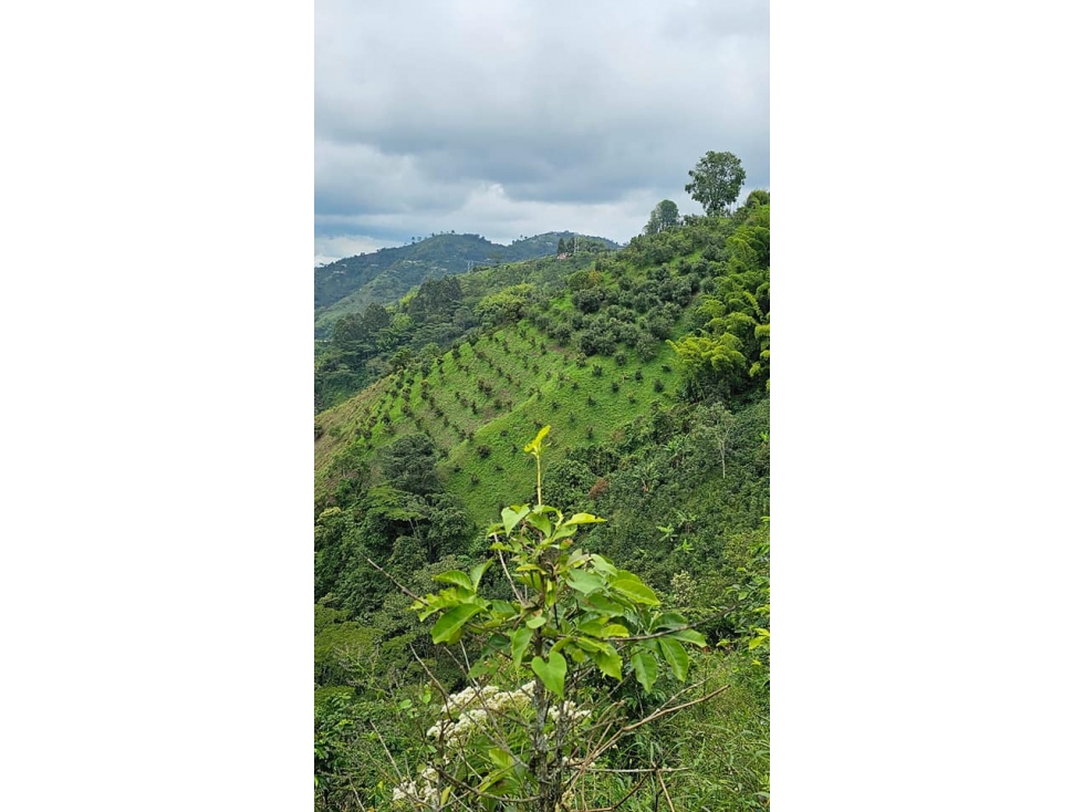 EN VENTA FINCA PRODUCTIVA VILLAMARIA VEREDA LLANITOS - 6