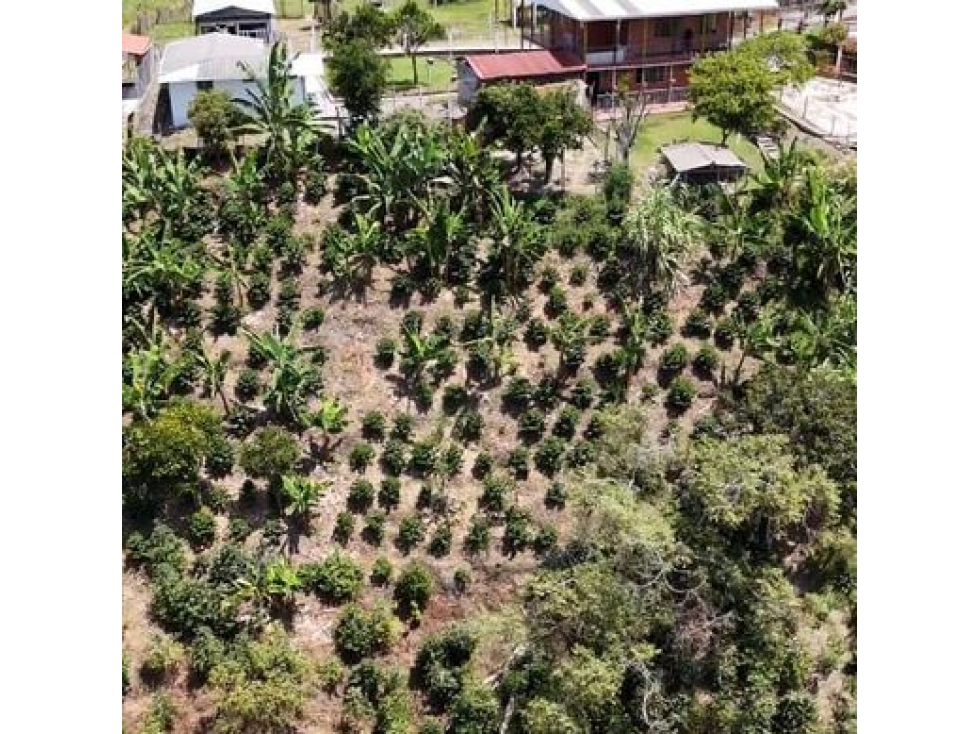 EN VENTA FINCA PRODUCTIVA LLANITOS VILLAMARIA — foto 6