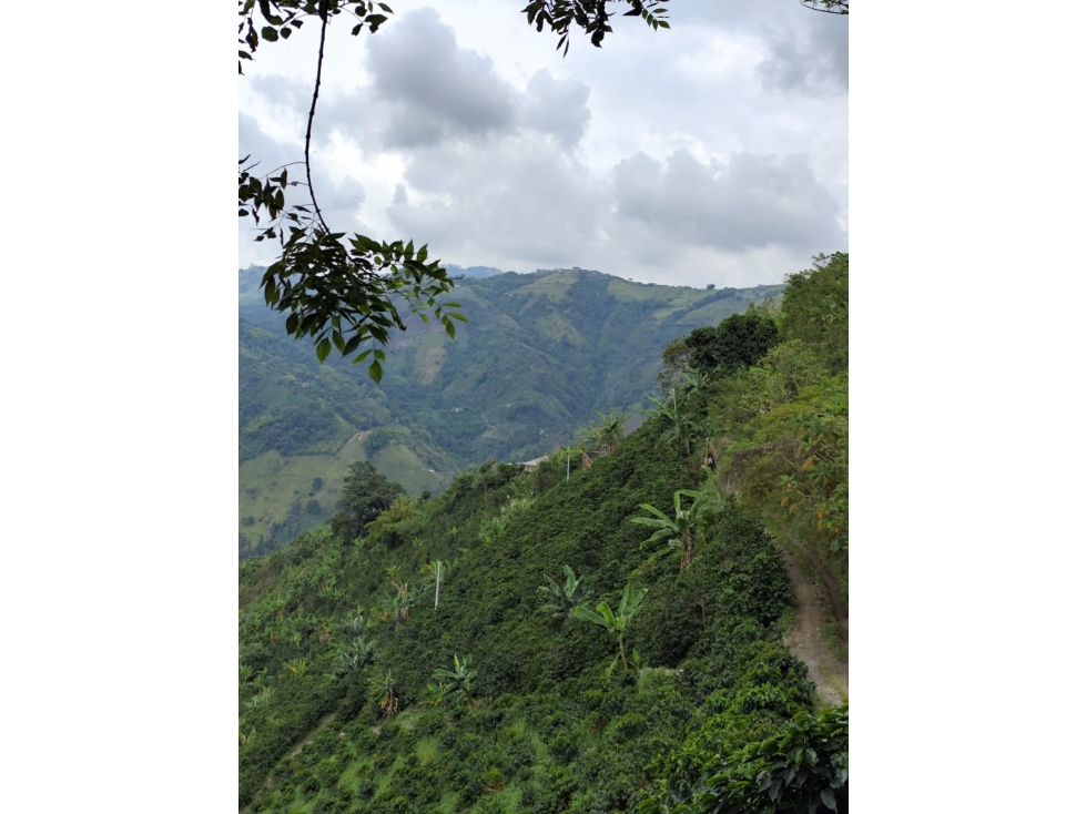 EN VENTA FINCA CAFETAL EN LA CUCHILLA DEL SALADO — foto 2