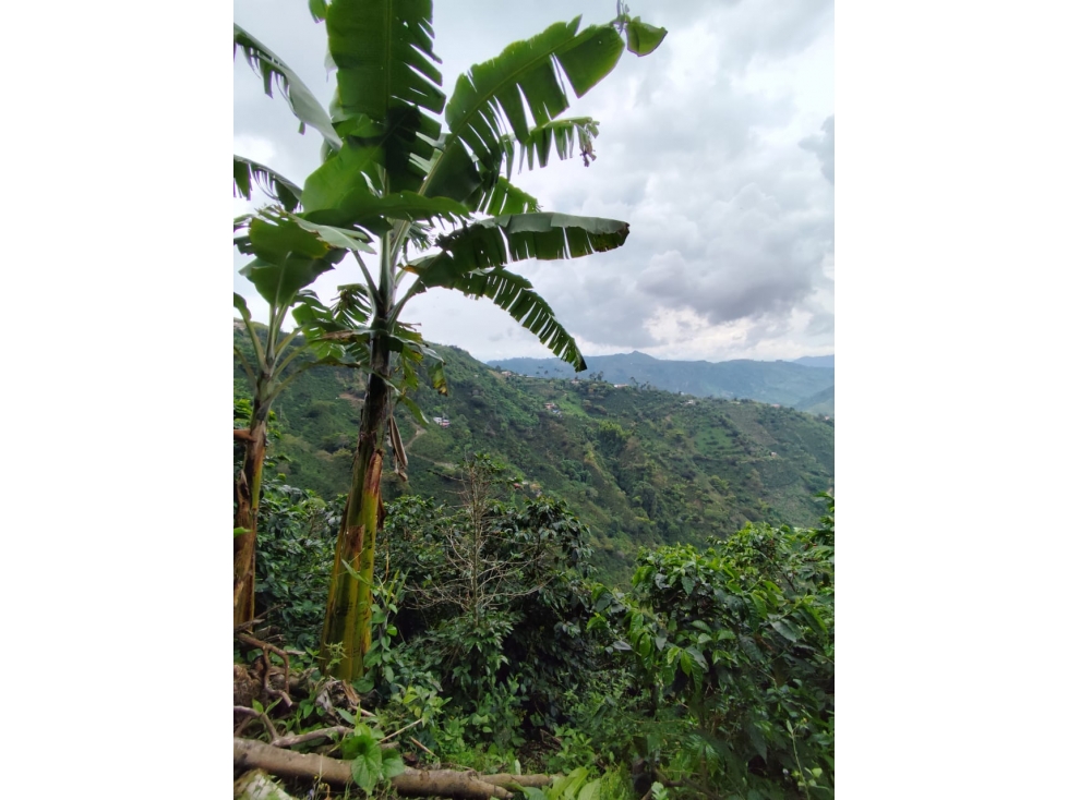 EN VENTA FINCA CAFETAL EN LA CUCHILLA DEL SALADO — foto 3