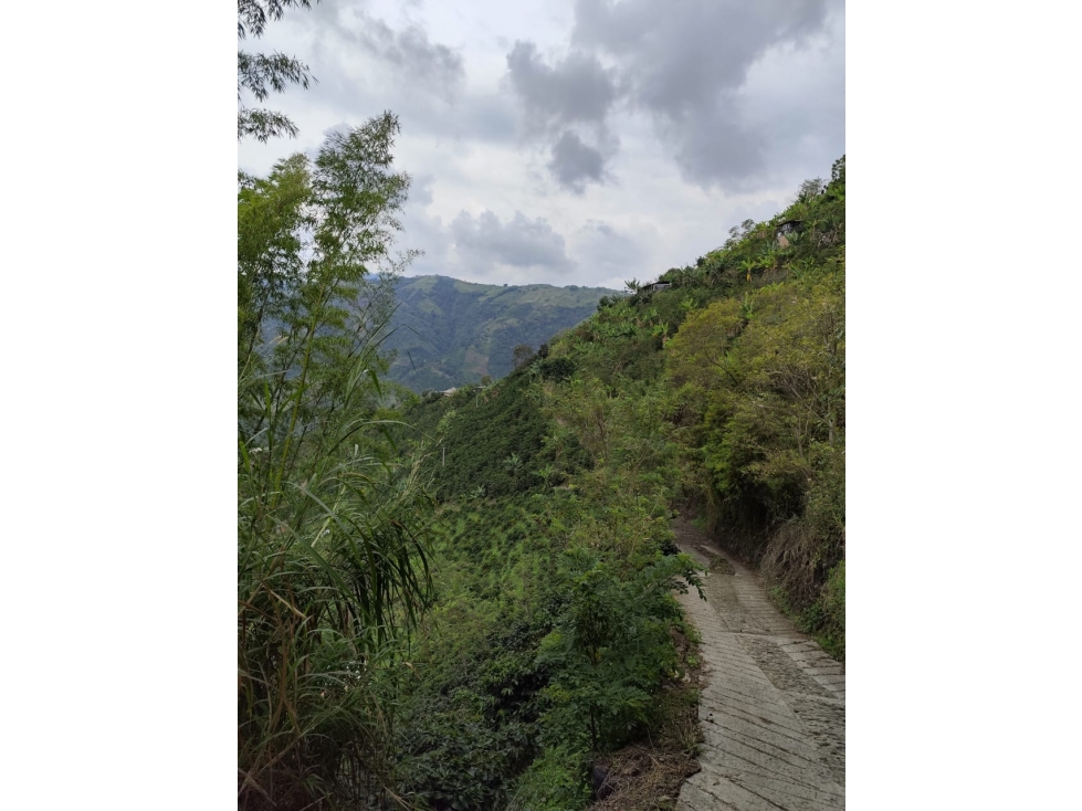 EN VENTA FINCA CAFETAL EN LA CUCHILLA DEL SALADO — foto 4