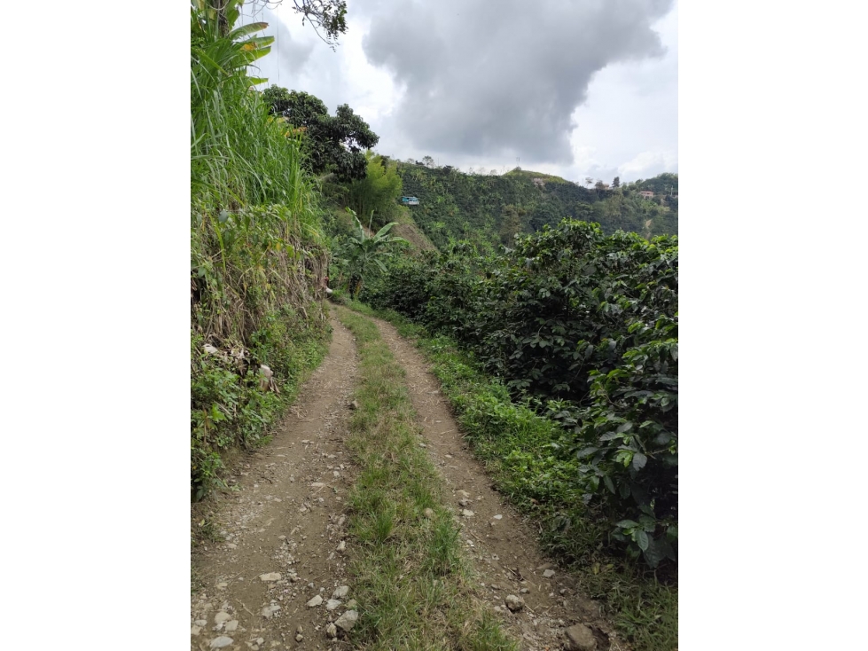 EN VENTA FINCA CAFETAL EN LA CUCHILLA DEL SALADO — foto 5