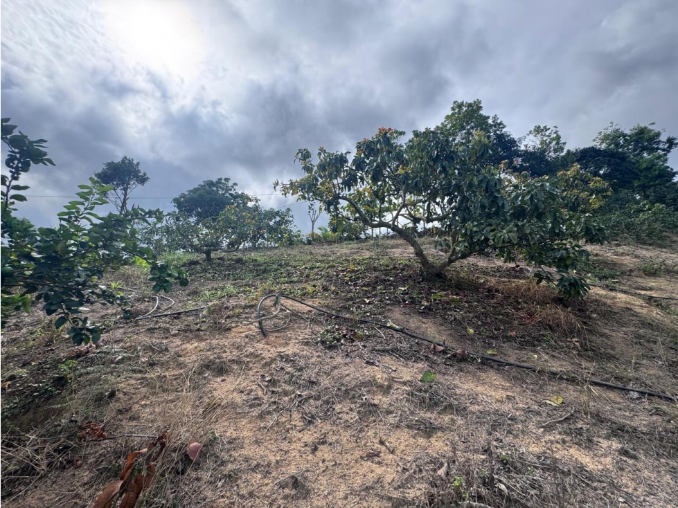 EN VENTA FINCA SECTOR PUYANA LEBRIJA SANTANDER - 4