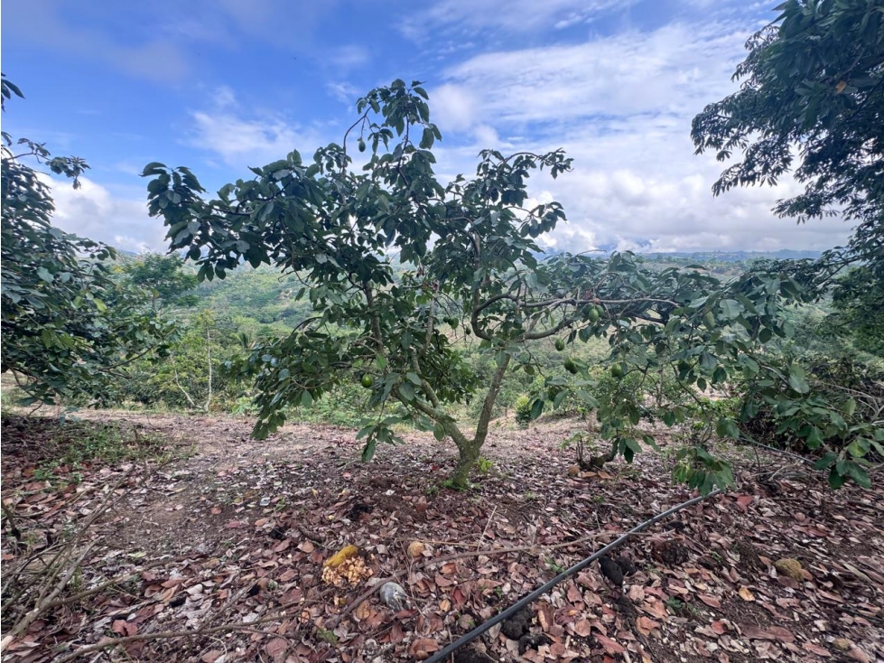 EN VENTA FINCA SECTOR PUYANA LEBRIJA SANTANDER - 6