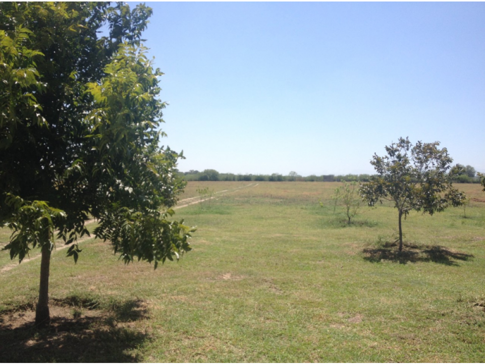 Se Vende Finca en Linares, Nuevo León, Mexico - 3