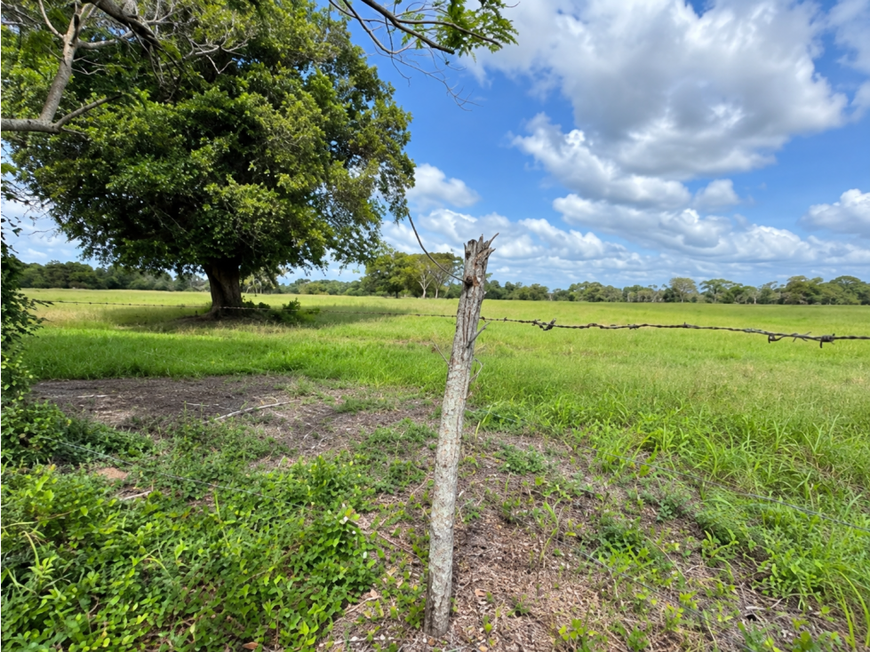 VENTA DE 2 FINCAS DE 23 HECTÁREAS EN CHIRIQUÍ | SECTOR SANTO TOMAS - 4