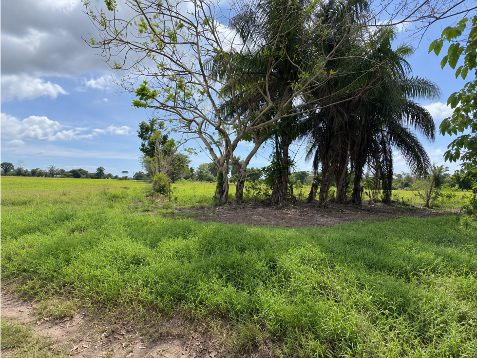 VENTA DE 2 FINCAS DE 23 HECTÁREAS EN CHIRIQUÍ | SECTOR SANTO TOMAS - 5
