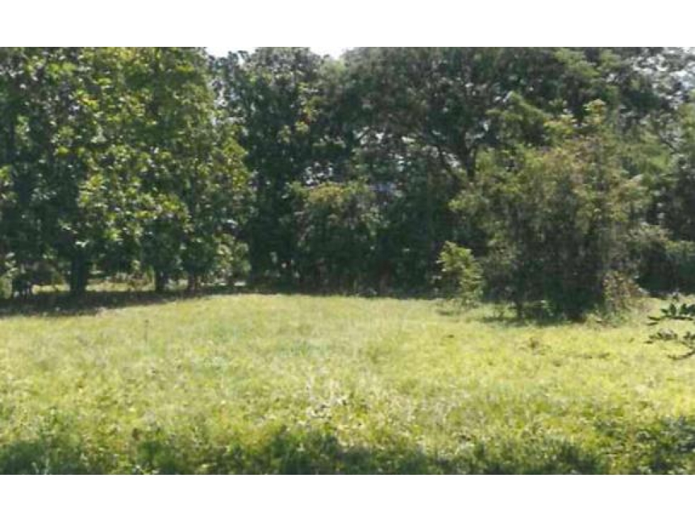 Lote Cauca Viejo