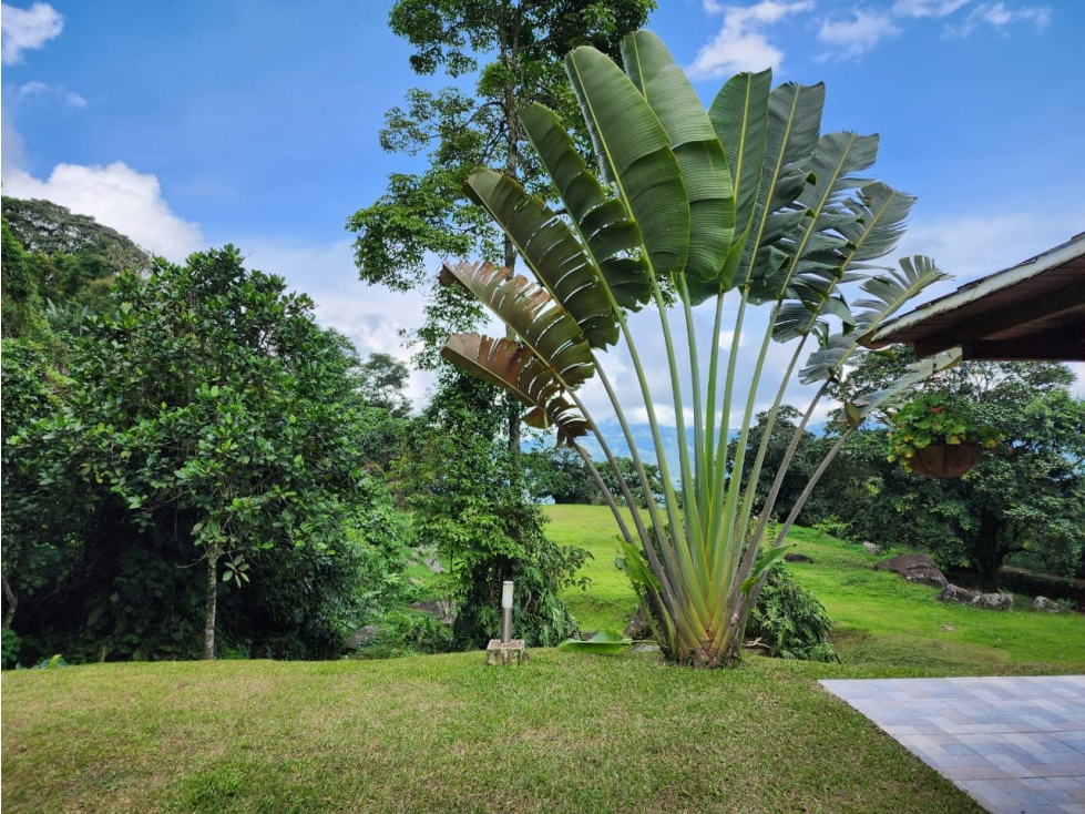 VENDO FINCA EN VENECIA ANTIOQUIA — foto 4