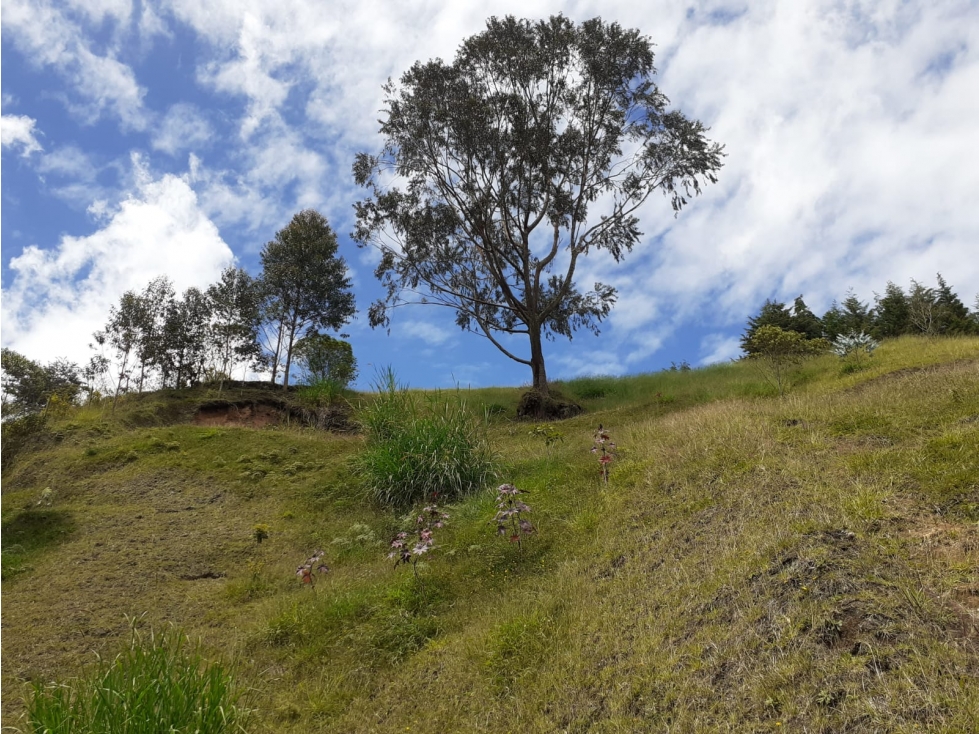Hermoso Lote en Parcelación, Vereda la Clara — foto 5