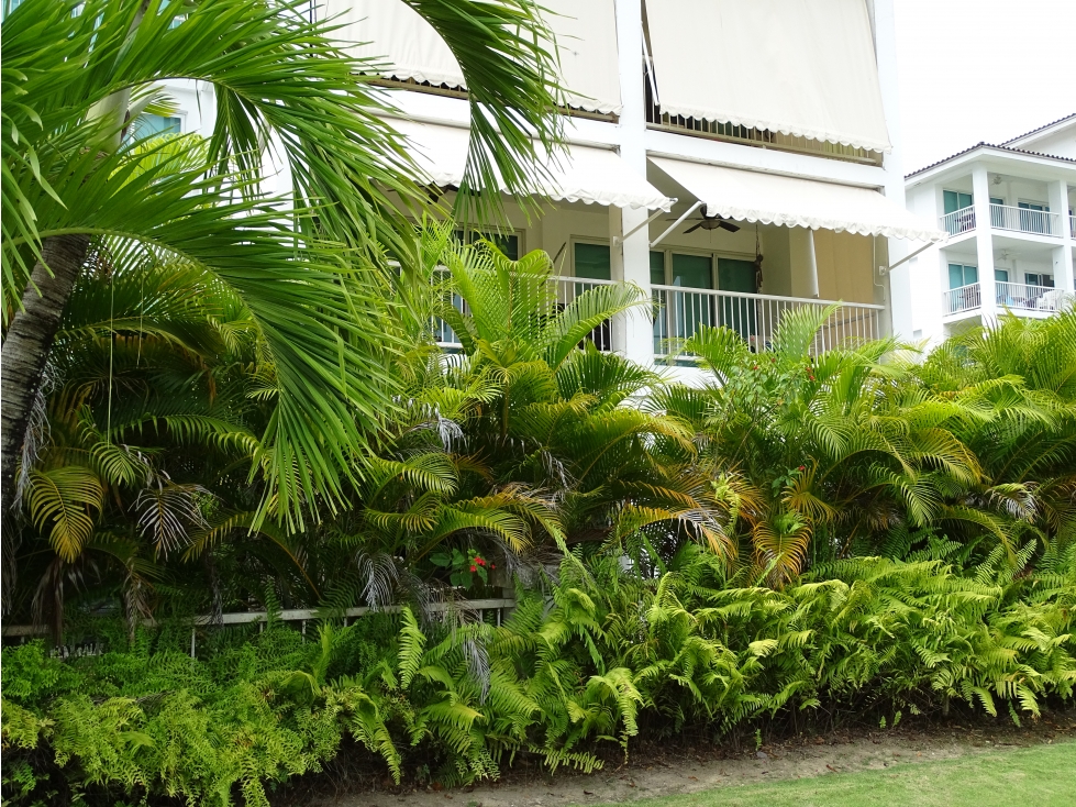 Frente al Mar en Bijao Beach & Club Residences Torre Balboa — foto 5