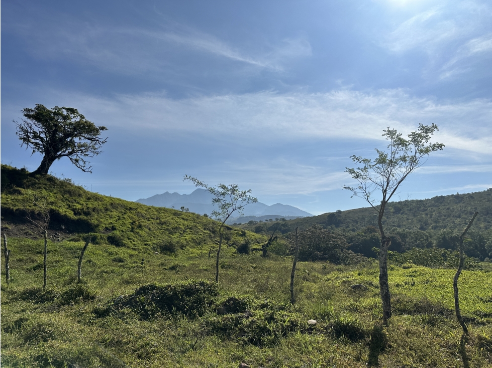 Se Vende Finca de 220 Hectareas en Volcán, Chiriquí MLS# 22066 - 1