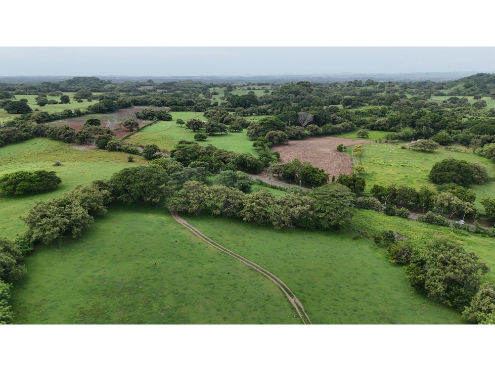 Se Vende Finca en 9.8 Has Via Playa El Uverito, Las Tablas - 3