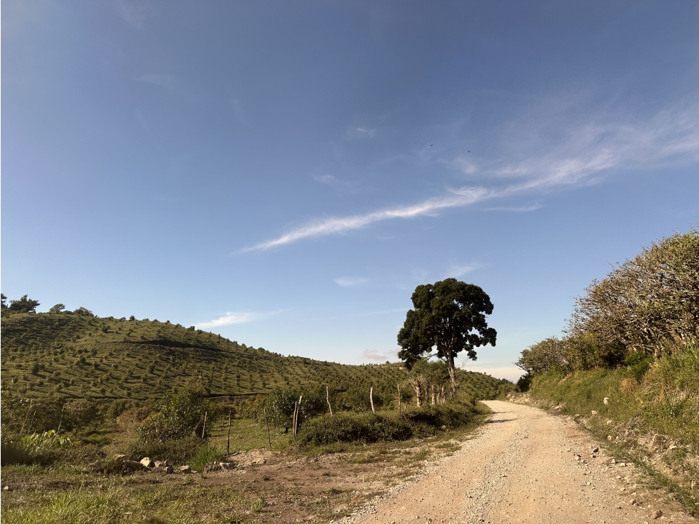 Se Vende Finca de 220 Hectareas en Volcán, Chiriquí MLS# 22066 - 4
