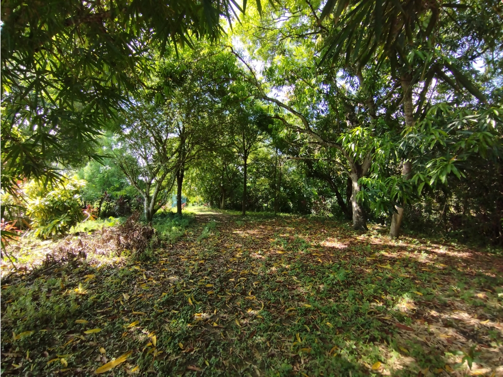 FINCA DE 2.5 HECTAREAS PARA VENTA EN SANTA ROSA DE LIMA - 4